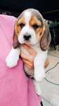 Fetita beagle tricolor!