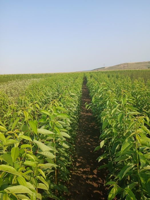 Pomi fructiferi certificati fitosanitar