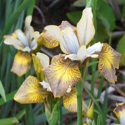 Mix Iris" soi  Toscana Italia(  20 Plante )