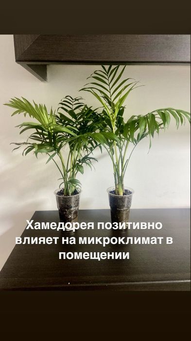 Женское счастье , доллар , пальма Хамедорея