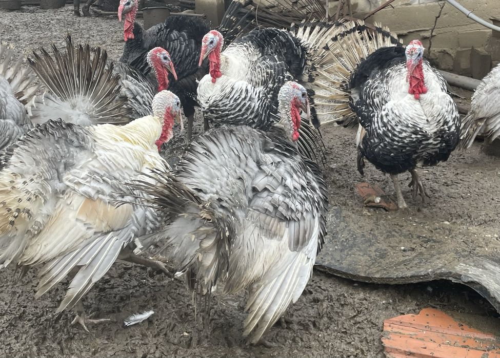 Curcani de vânzare – crescuți natural