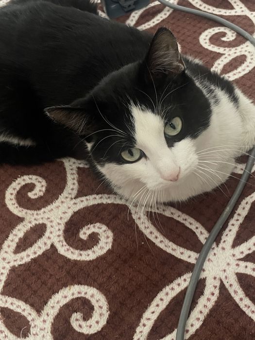 Кот домашний европейская короткошерстая или без породы