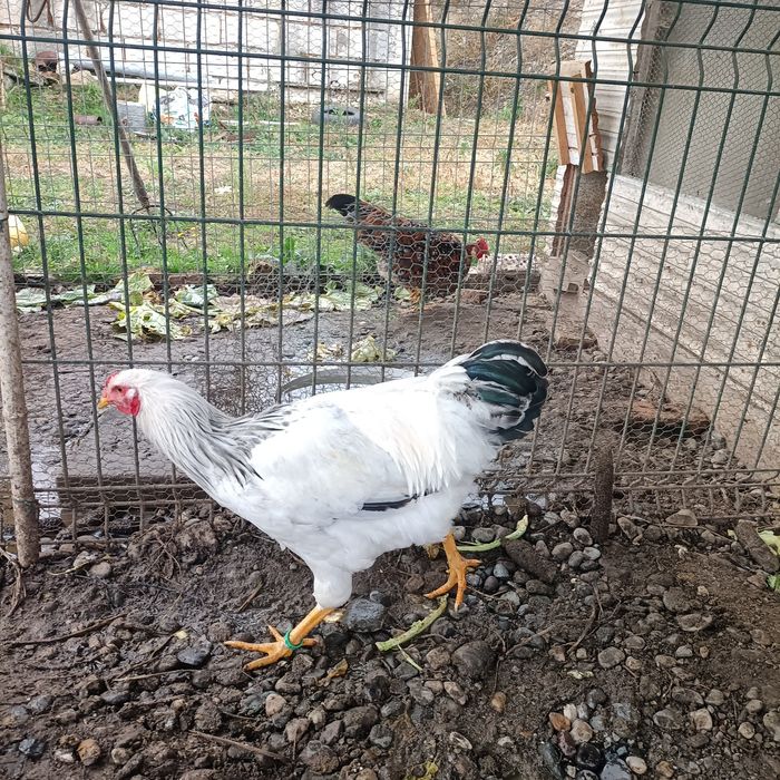 Cocos Sussex cu Adler