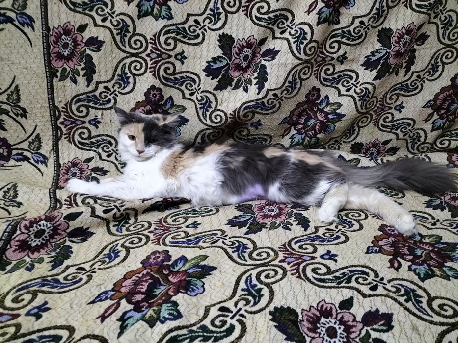 стерлизованная кошка