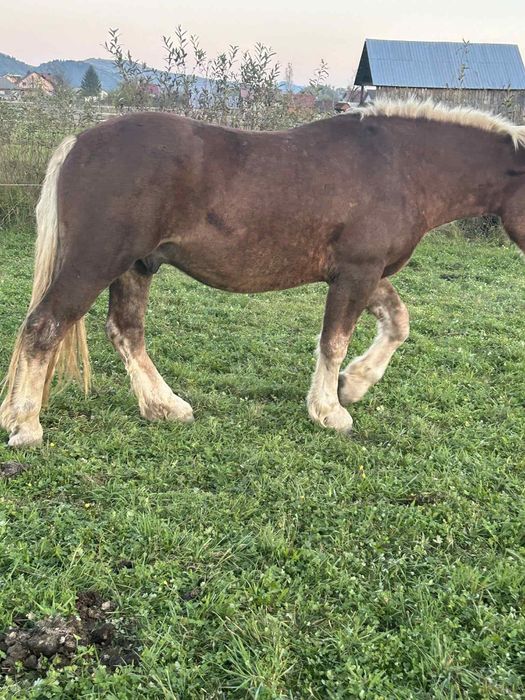 De vânzare manz de 3 ani