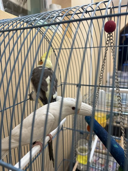 Vând pereche de nimfe + colivie