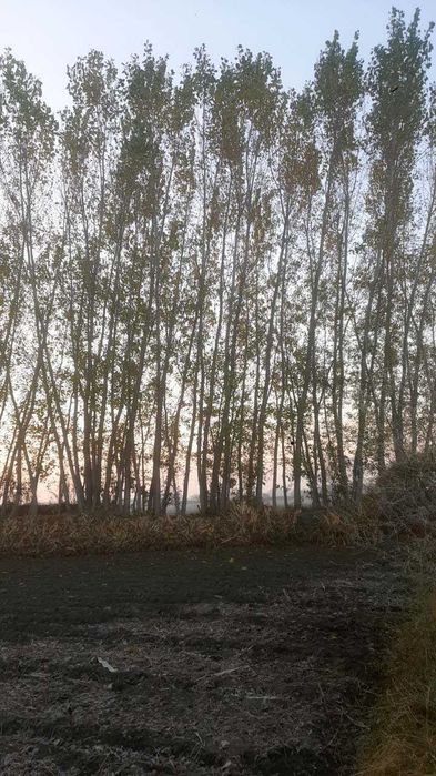 Kaliforniya Teraklar Pikta va mevali daraxtlar sotiladi