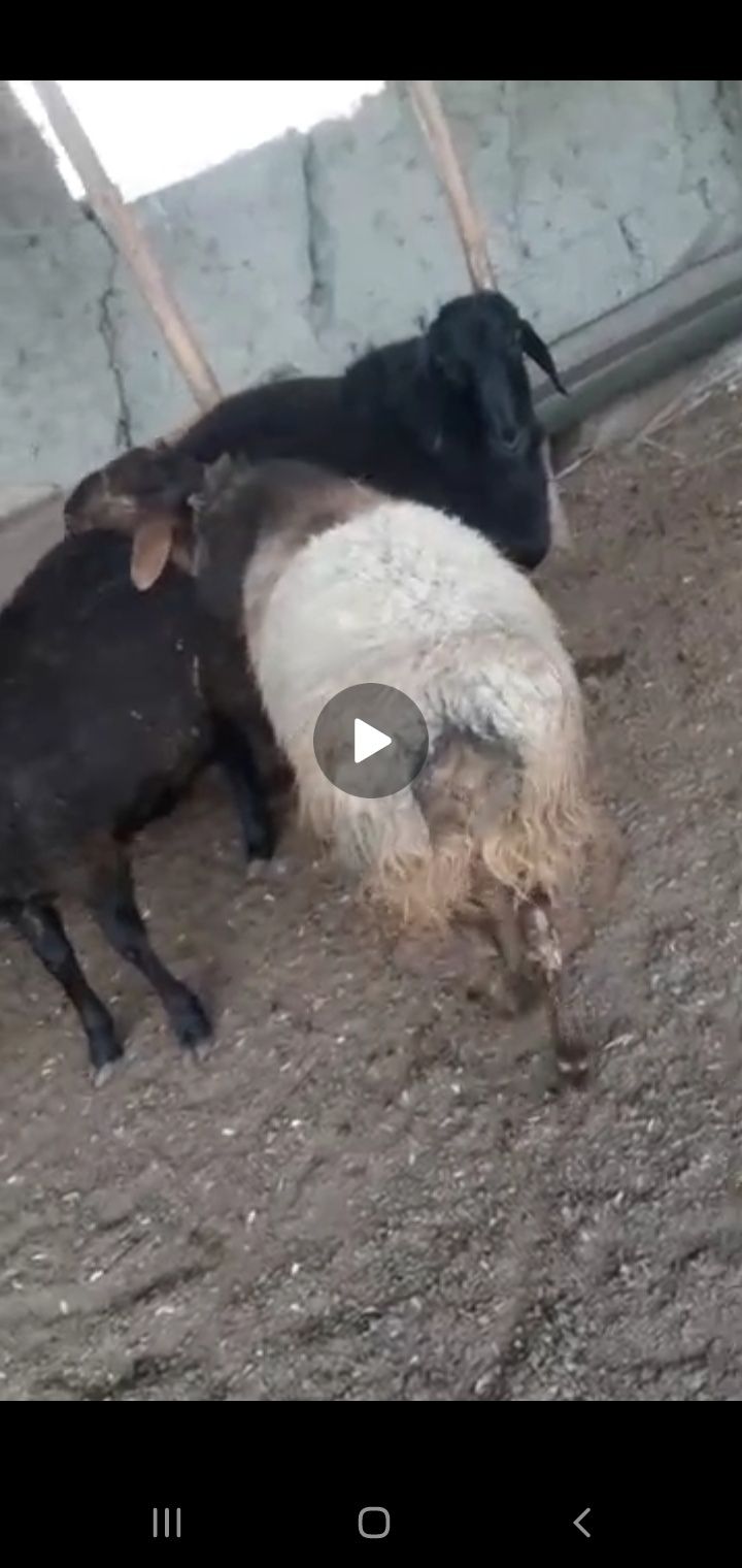 Zotli qo'y. Uruģlikkq