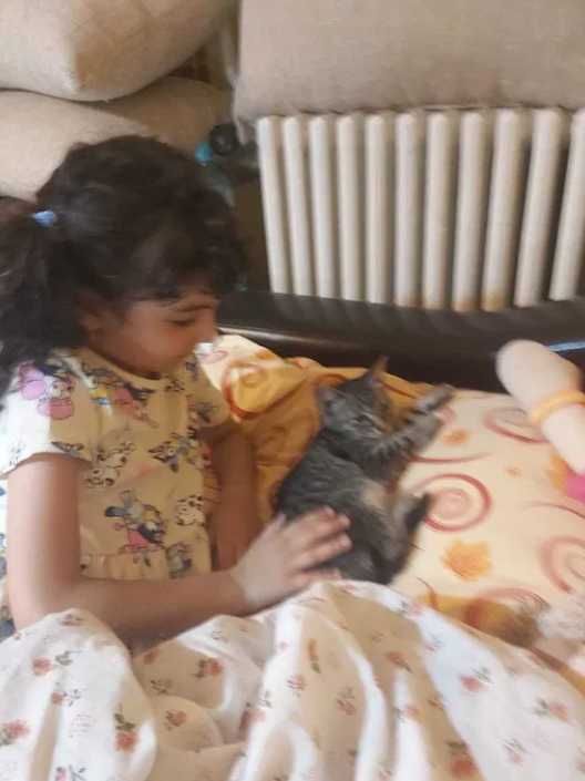 Puiuti dragalasi de pisica, spre adoptie