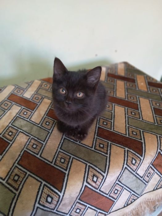 Котят в добрые заботливые руки