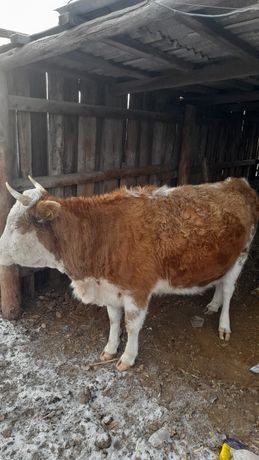 Продам корову трёх годавалую