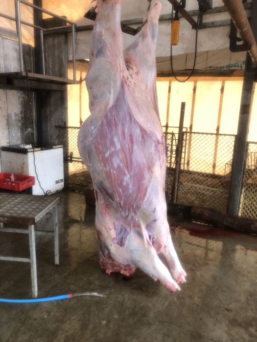 Продавам телета