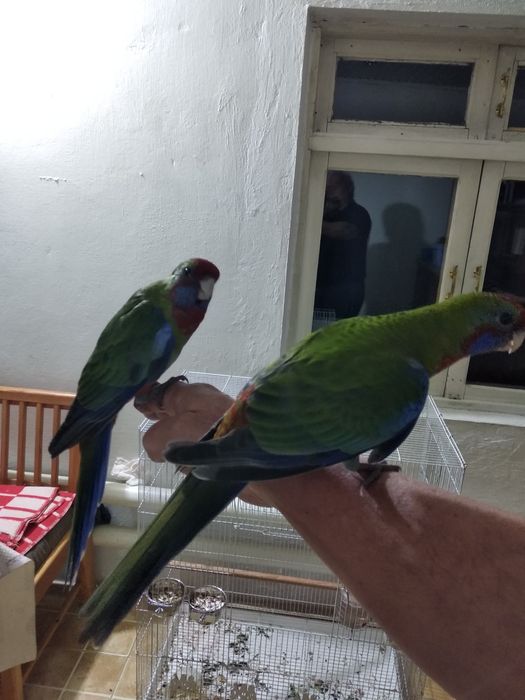 Продаются ручные Розеллы