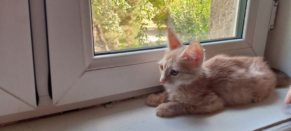 Пристраиваются котята
