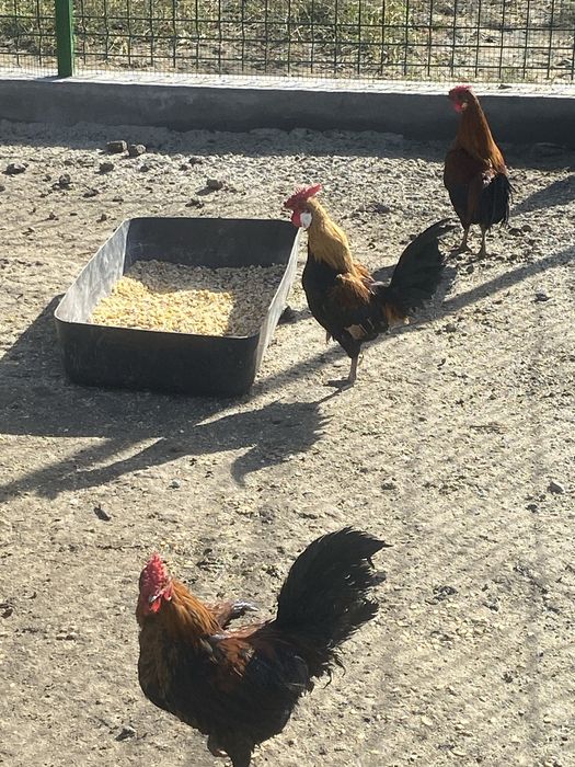 Cocosi pitici  se vinde sau schimb