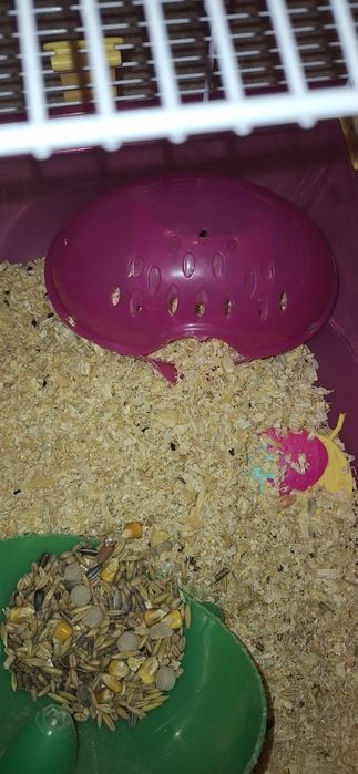 hamster si cusca complet echipata