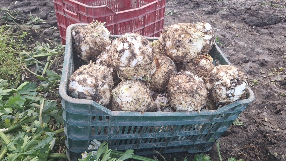 Vând ţelină angro