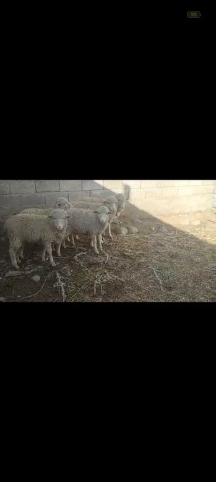 Миронос ұрғашы тоқтылар сатылады меркіде 38000 нан  обмен жабағы бұзау