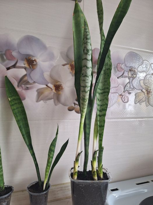 Продается цветок сансивьерия.Находимся на пр.Н.Абдирова