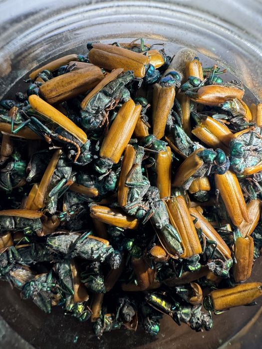 Алтын коныз майский жук золотой жук