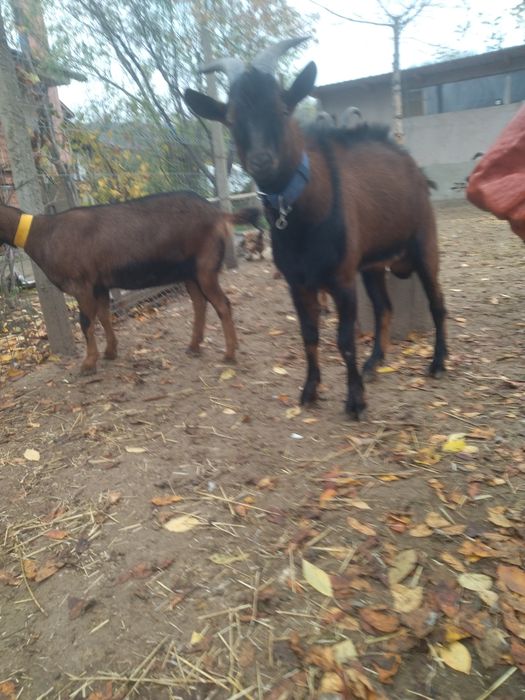 Vând țap alpin francez original