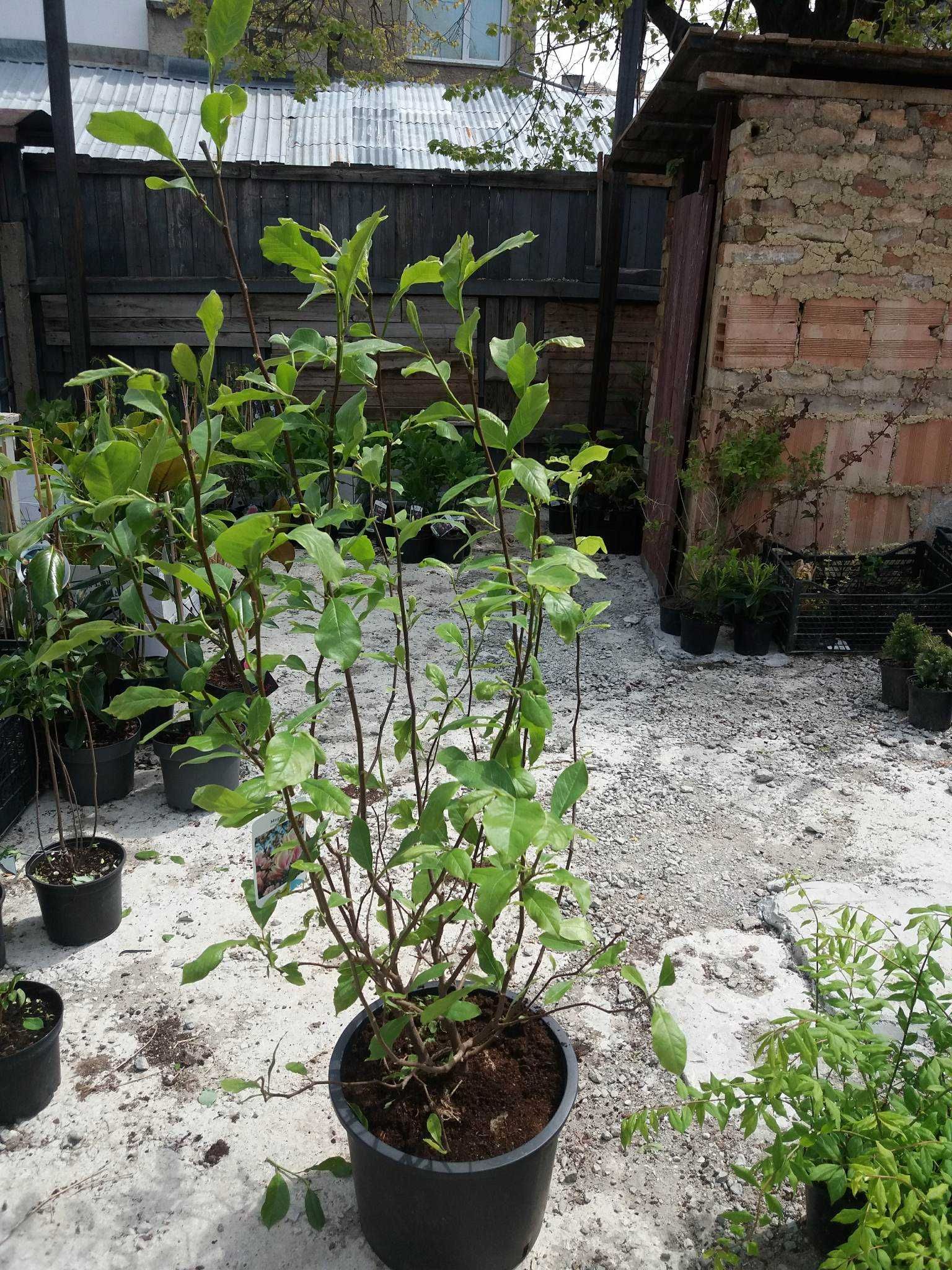 Магнолия - Magnolia НАЛИЧНИ 21 ВИДА Студоустoйчиви