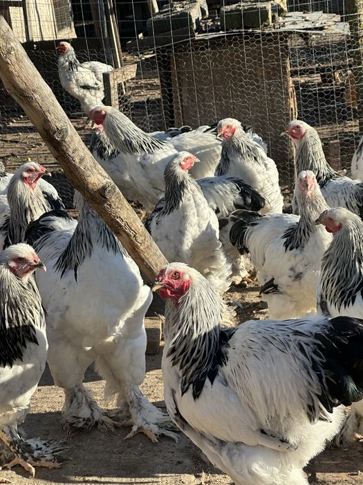 Găini si cocoși din rasa brahma !!!