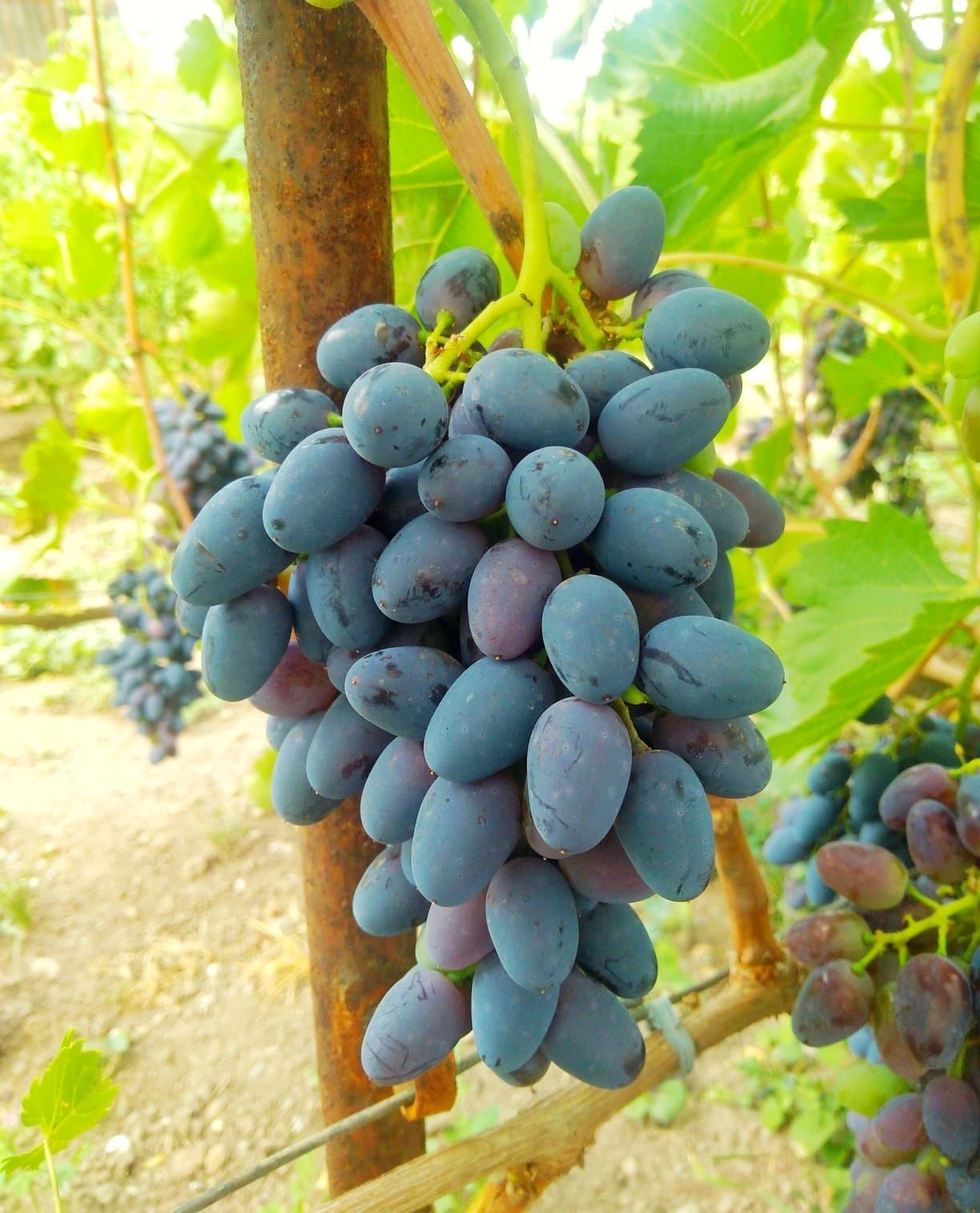 Виноград Саженцы винограда
