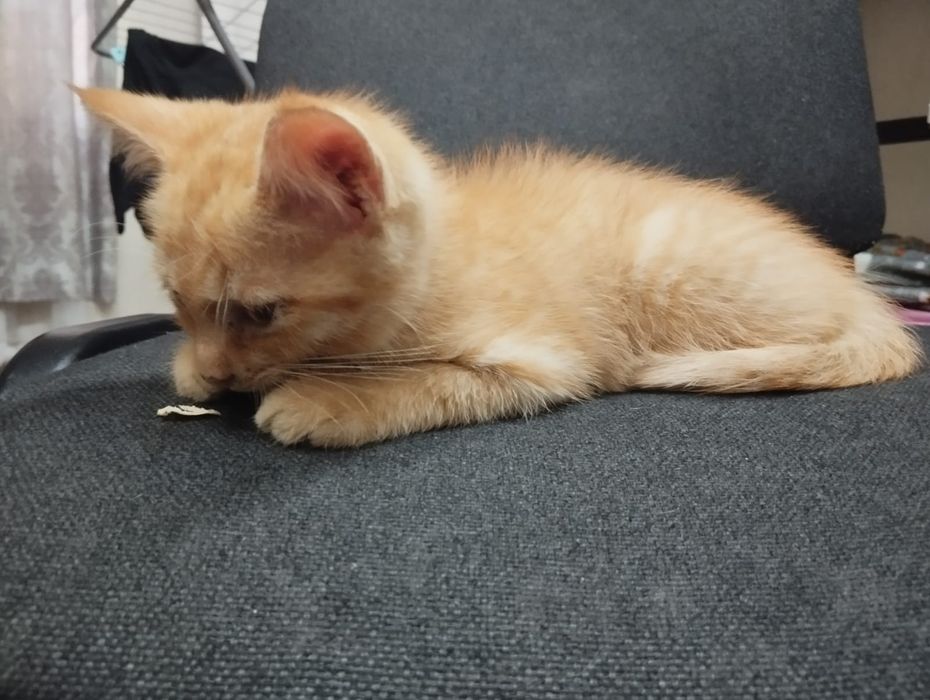 Рыжий маленький котёнок