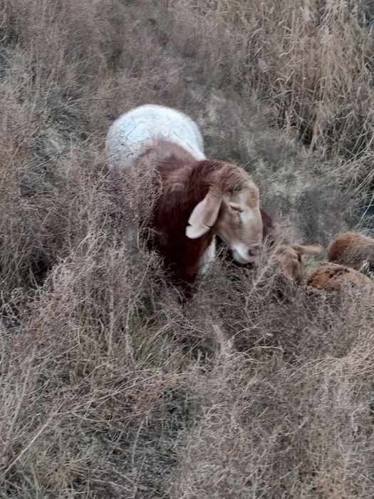 Пародистый баран.