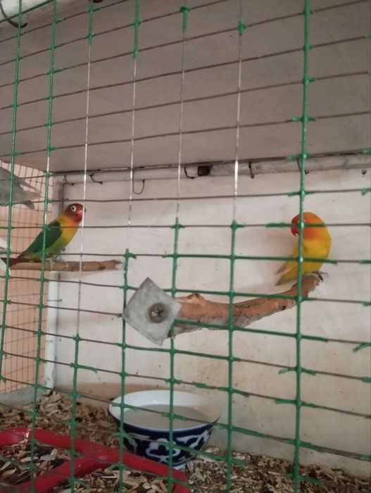 Nerazluchnik maska para sotiladi