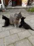 Donez pisoi adorabili, metis British Shorthair, 2 luni