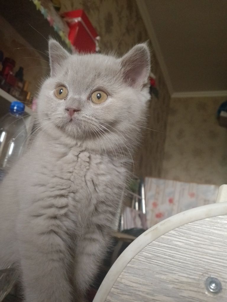 Продаю котят шотландская
