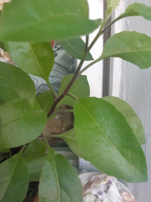 Цветок комн. Джинура