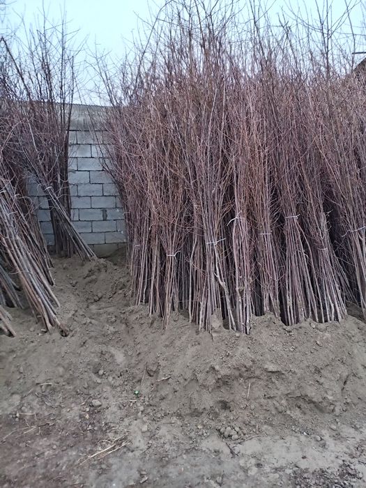 Qora gilos ali Vali gilos