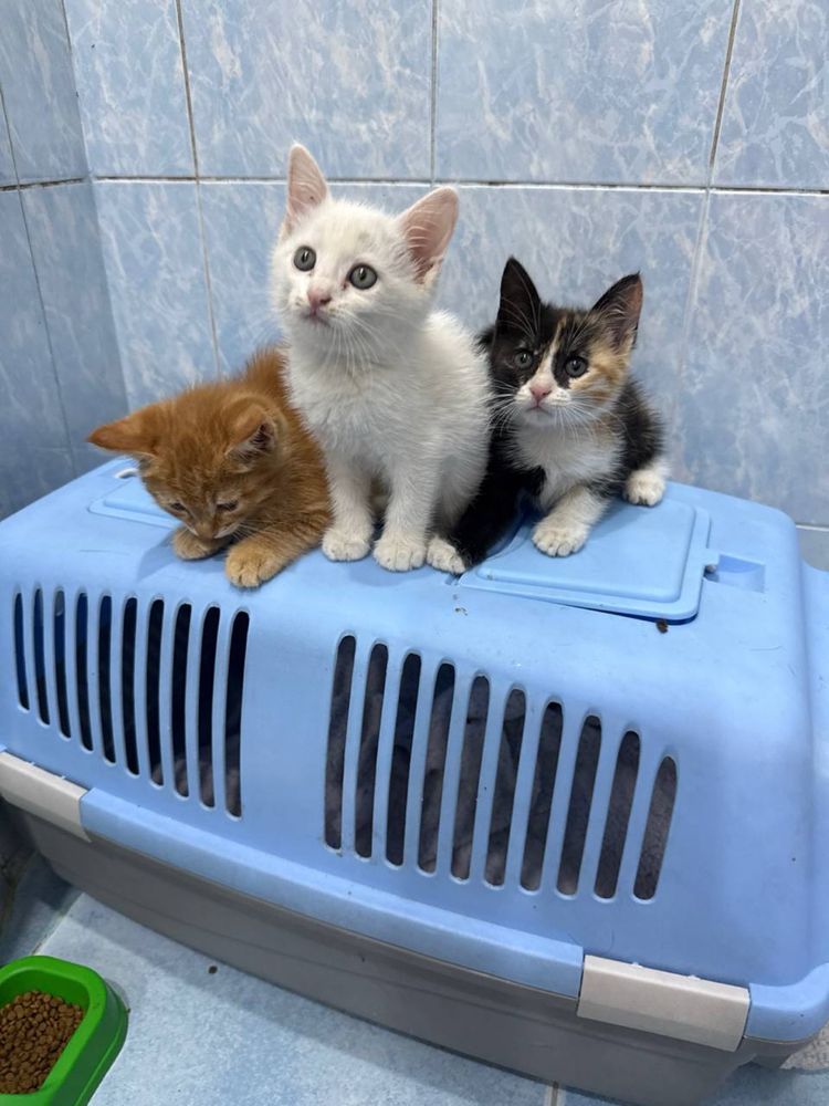 Рыжие котята 2 мес