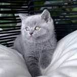 British Shorthair Blue Femela