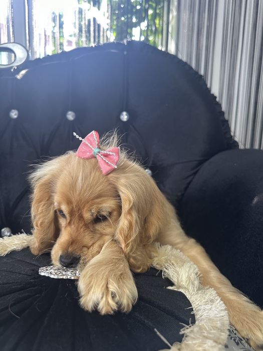 Cocker Spaniel – 2 luni, 2 vaccinuri, 2 deparazitări