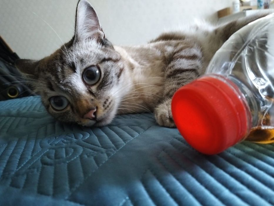 Потерялся кот Сюмбюль ,район Музыкального колледжа