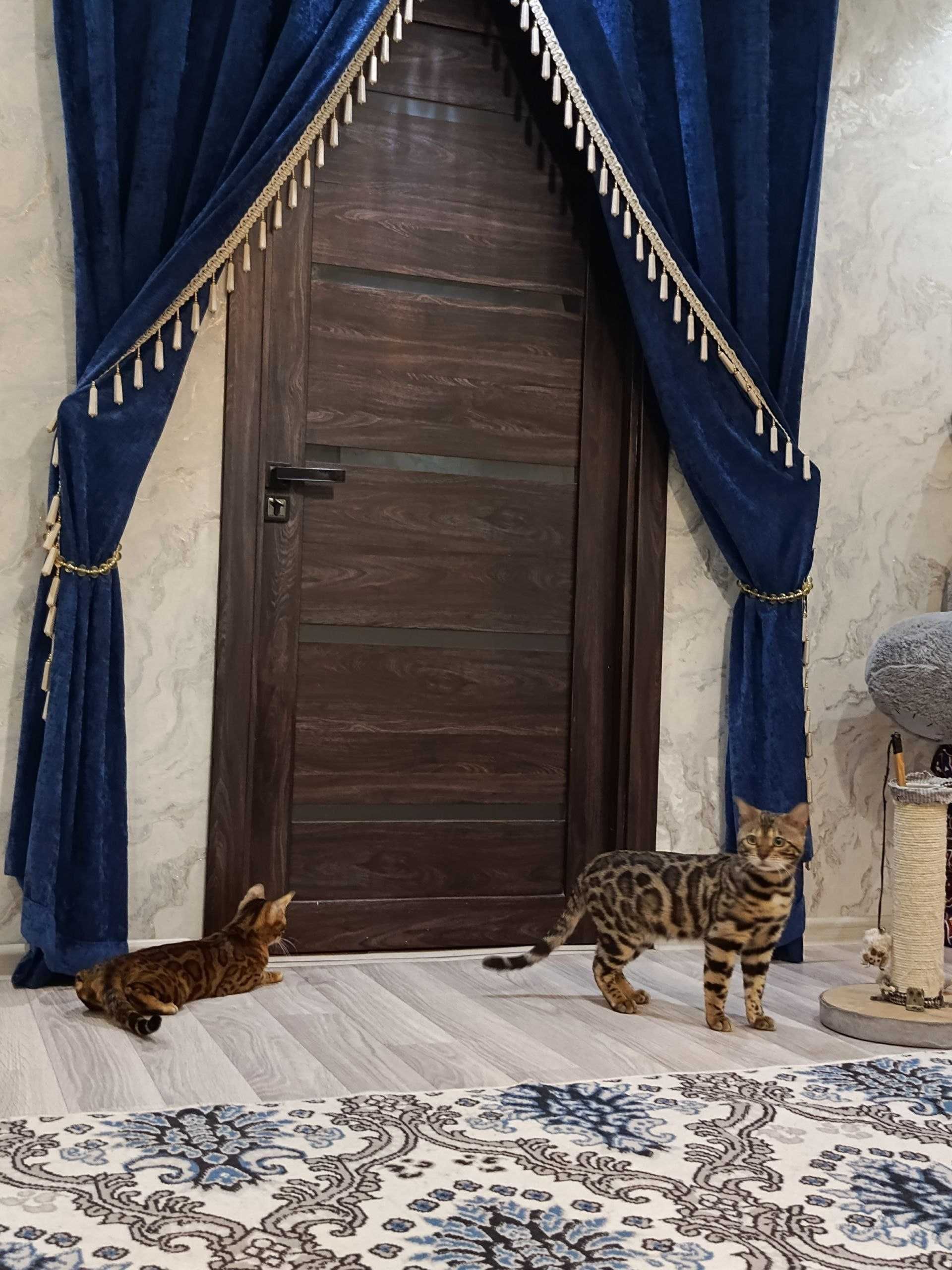 VIYASKAGA BENGAL‼️.                       ВИЯСКУ БЕНГАЛ‼️