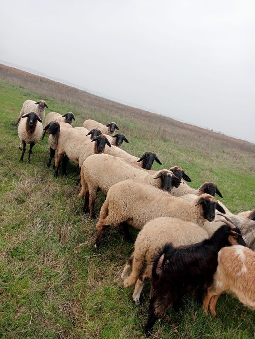 Oi de vânzare tinere!!!