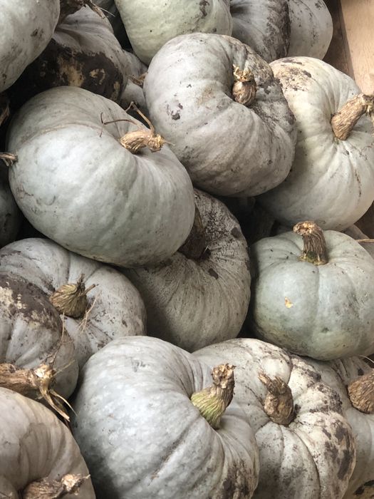 Dovleac placintar Tudor