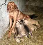 poveste de dragoste între Vizsla maghiară și un Husky**
