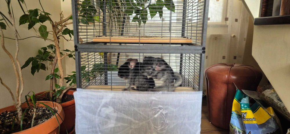 Vând 2 chinchilla (cincila șinșila chinchila) + cusca