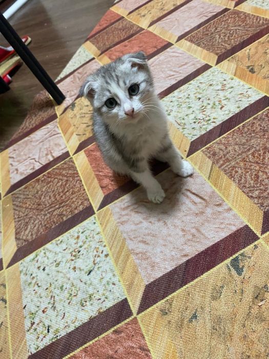 Котенок Симпатичная