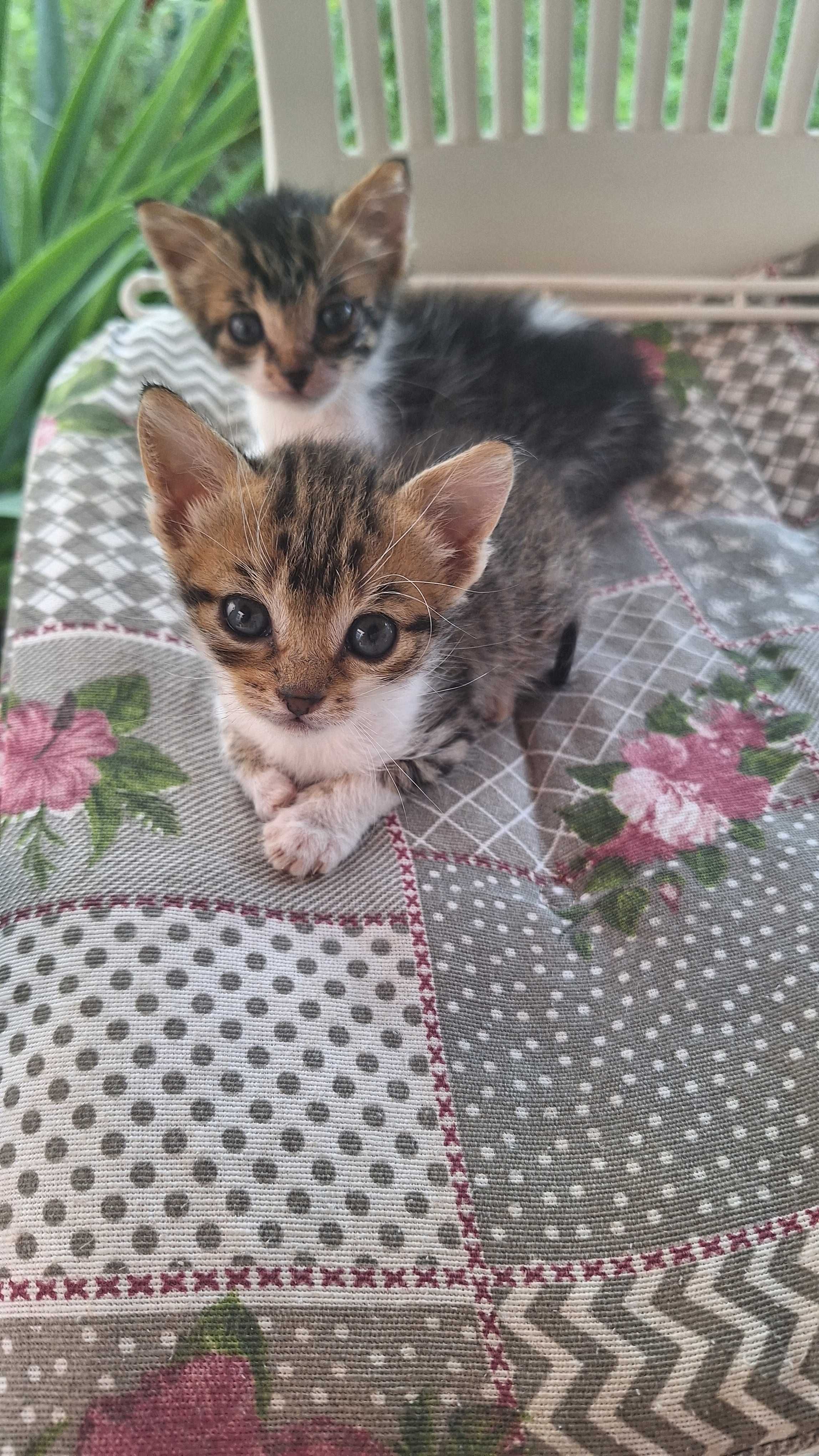 Подарявам коте.Две женски.