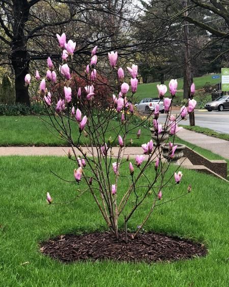 Magnolia copac 2m - 4m / soulangeana, genie, kobus. Magnolia tufa