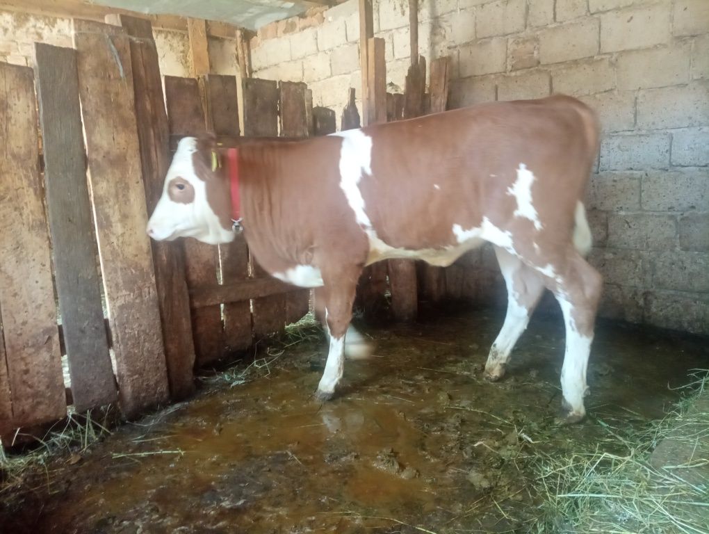 Vand vițea blandă
