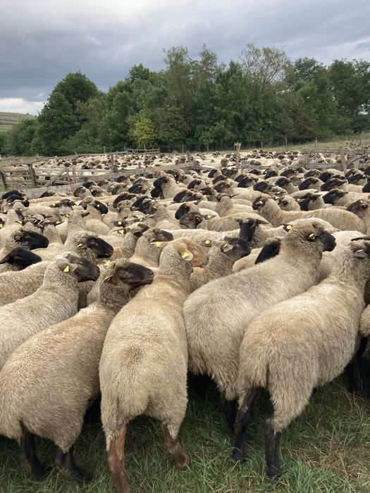 Vînd mioare rasă de carne