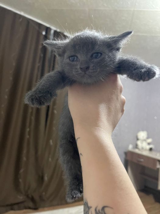 Котенок отдам в добрые руки